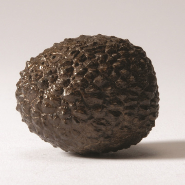 Lychee Chestnut Brown Solid Bronze